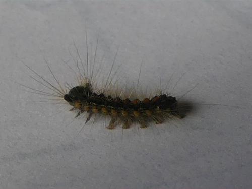 Réf. 281 656 : Lymantria dispar